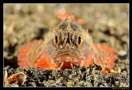 D300, 60mm AF-S Macro, 2x YS-110a Strobes, Night dive by Kay Burn Lim 