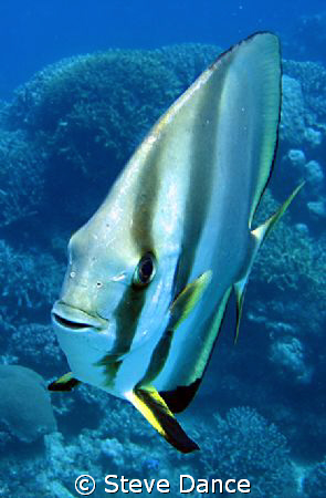 Batfish: There were a number of them and they were very i... by Steve Dance 