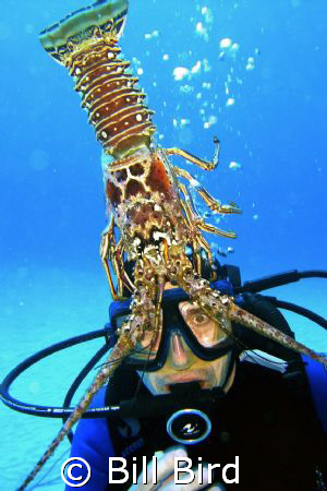 Attack lobster - This is NOT a live lobster. It is an exo... by Bill Bird 