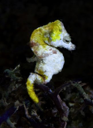 pontohi seahorse looking a little disdainful at having th... by John M Akar 