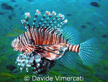 Lion fish in Nosy Be, Madagascar.
Taken with compact dig... by Davide Vimercati 