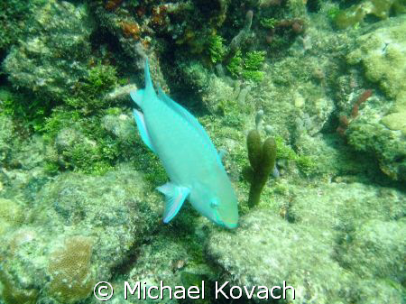 Doctor fish on the Inside Reef at Lauderdale by the Sea by Michael Kovach 