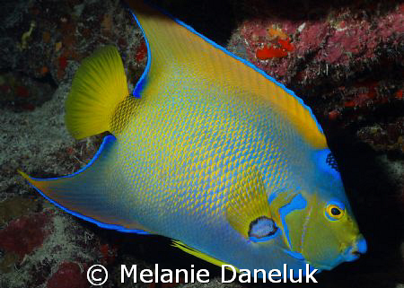 Presenting...the Queen of Angelfish. by Melanie Daneluk 