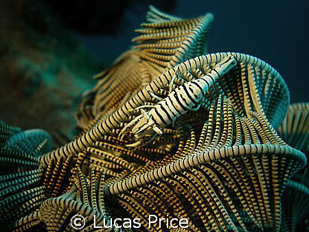 Crinoid Shrimp by Lucas Price 