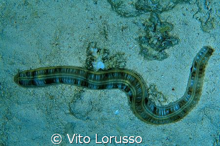 Worms by Vito Lorusso 