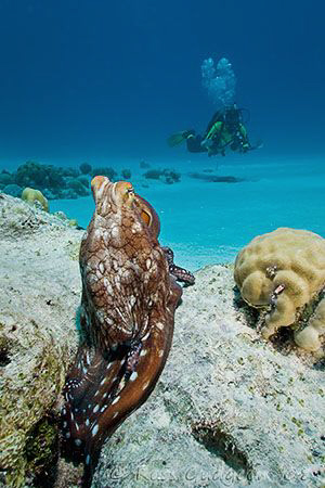 Uh oh!  Here comes another pesky photographer.  Cocos (Ke... by Ross Gudgeon 