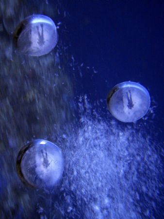 Getting better at these me in my dive buddy's bubbles sho... by Andrew Macleod 