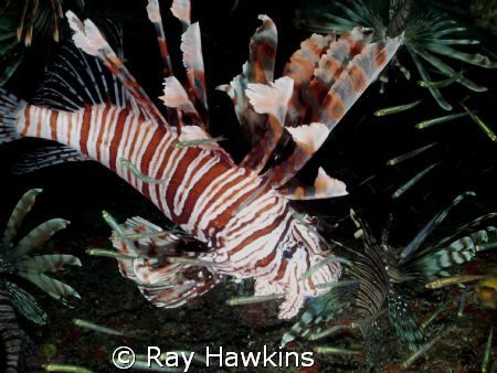 Invasive Species 1X - Shot inside one of the "Trinity Cav... by Ray Hawkins 