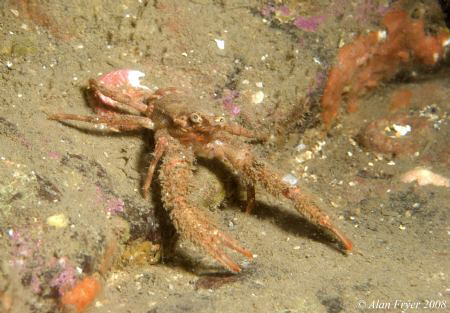 Squat Lobster, Farne Islands by Alan Fryer 