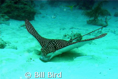 This beautiful eagle ray just wanted to play, by Bill Bird 