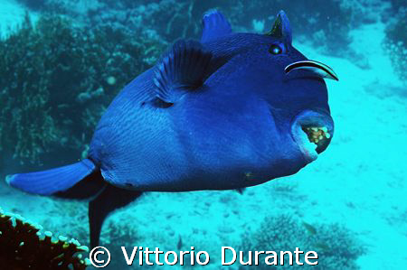 A very aggressive Pseudobalistes Fuscus shows me its teeth. by Vittorio Durante 