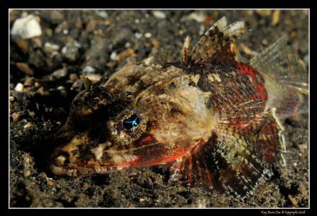 Evil glint in the eye.... 
D300, Nikkor 60mm AF-S Micro by Kay Burn Lim 