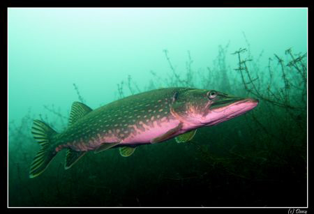 Early morning dive :-) in freezing waters... a pike joined ! by Daniel Strub 