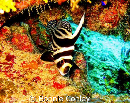 Spotted Drum seen in Grand Cayman August 2008.  Photo tak... by Bonnie Conley 