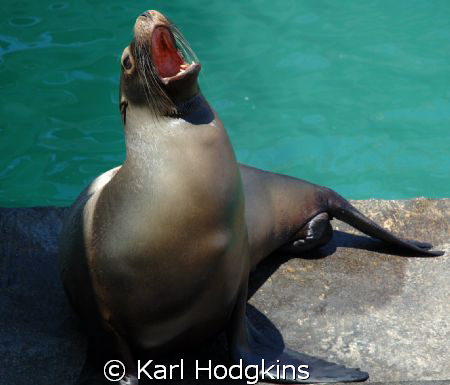 Welcome to the Galapagos by Karl Hodgkins 