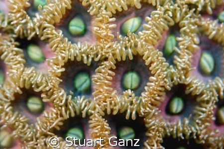 Zoanthus by Stuart Ganz 