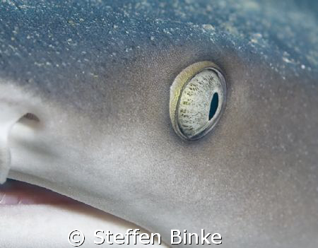 Eye Contact by Steffen Binke 