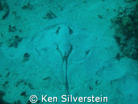 Sting Ray Sleeping! by Ken Silverstein 