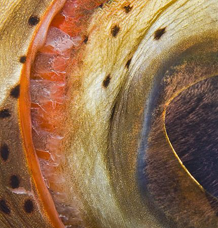 When I looked closely at my photo of a Nassau Grouper's e... by Jim Chambers 