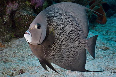 Grey Angelfish. Cozumel.  Canon 20D & Sigma 17-70 by Ross Gudgeon 