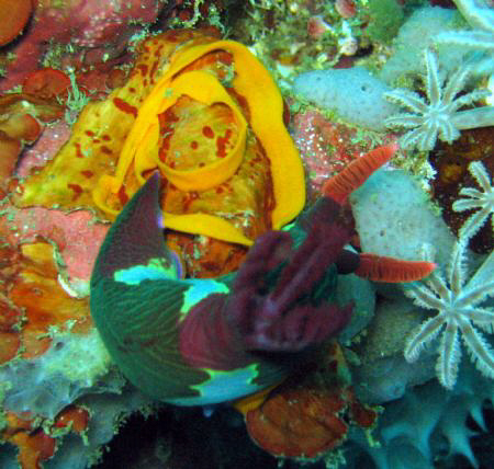 Nudi with eggs. Taken at Sabang with Canon A70. by Kim J Ho 
