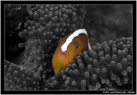 A "touch" of Photosoh     Fuji S5 Pro/105mmVR by Yves Antoniazzo 