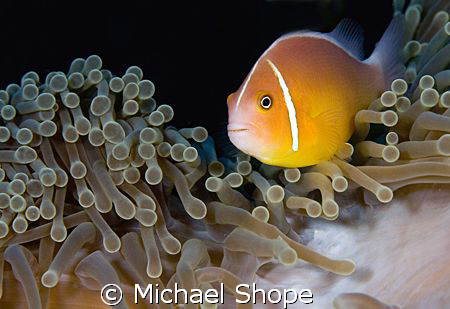 Clown of the coast of Qamea, Fiji by Michael Shope 