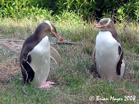 Mum & Dad.....Yellow-eyed Penguins, resting before anothe... by Brian Mayes 