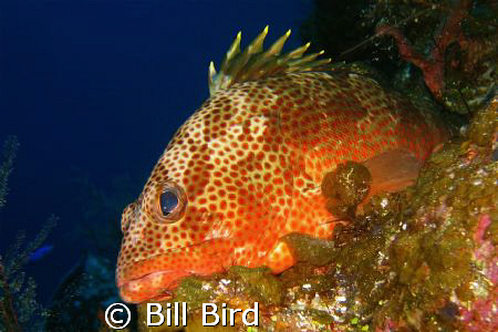 This guy was too lazy to swim away. by Bill Bird 