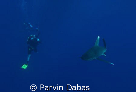 underwater photographer with oceanic whitetip by Parvin Dabas 