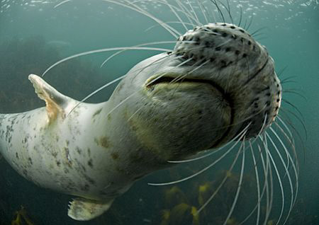 Wiskers.
Grey seal pup getting close.
Farne Islands.
1... by Mark Thomas 
