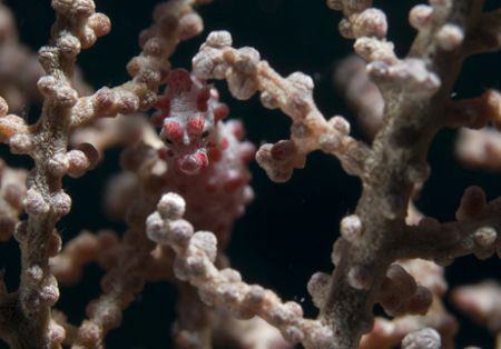 pygmy seahorse by Andy Lerner 
