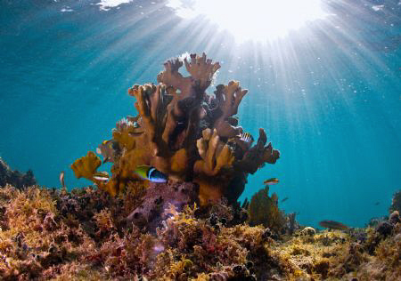 Snorkeling... by Juan Torres 