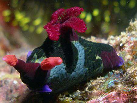 Nudi- Sabang PI by Martin Dalsaso 