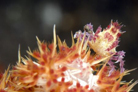Soft coral crab. by Dray Van Beeck 
