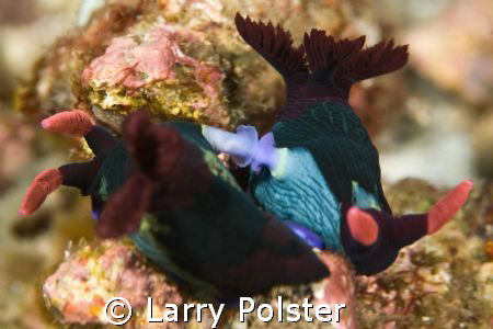 Puerto Galera, D300, 105VR, Nudi love by Larry Polster 