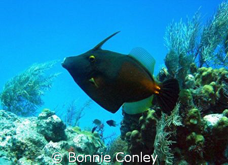 Filefish seen in Grand Cayman August 2008.  Photo taken w... by Bonnie Conley 