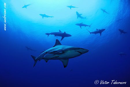 A Sea Plenty of Life by Victor Tabernero 