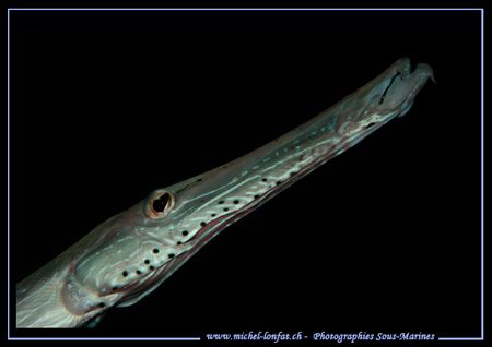 Close up of a Trumpet-Fish... :O)... by Michel Lonfat 