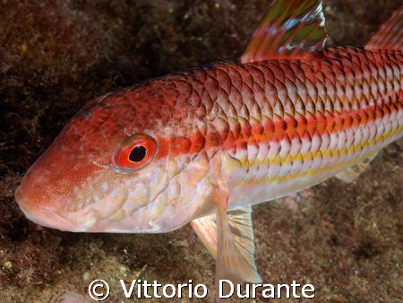 Mullus Surmuletus by Vittorio Durante 