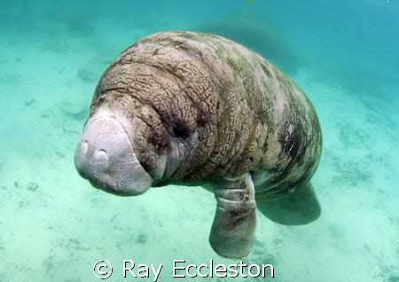 Manatee ,taken at Three Sisters Spring Crystal River FL. by Ray Eccleston 