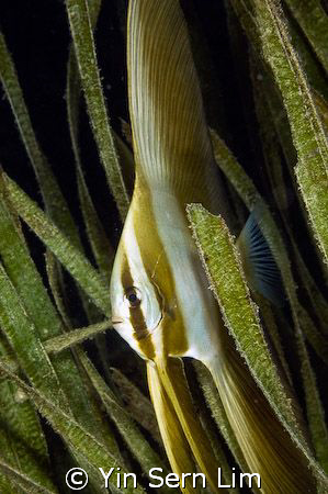 Hide and seek! (uncropped)
D300, 60mm macro
Taken in th... by Yin Sern Lim 