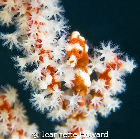 Pygmy Seahorse ~ Solomon Islands by Jeannette Howard 