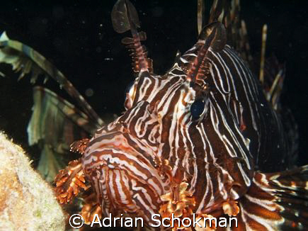 Up close & Personal.... Pompong Island using Olympus E-33... by Adrian Schokman 