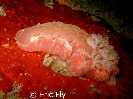 Under the bridge, Piti Channel Guam by Eric Fly 
