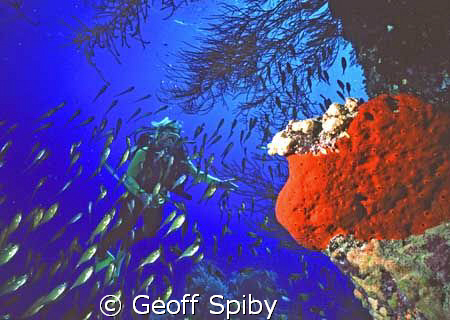 diver, sweepers and sponge by Geoff Spiby 
