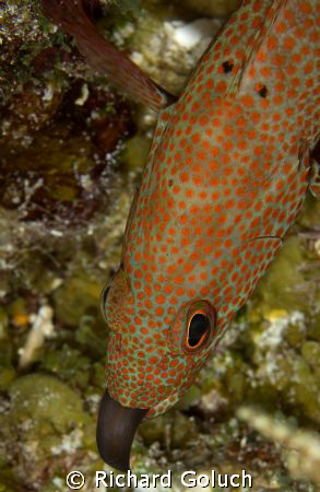 Juvenile Moray Eel eaten by fish-Palancar Caves Cozumel by Richard Goluch 