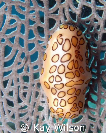 Flamingo Tongue, Petit Byahaut, St. Vincent, St. Vincent ... by Kay Wilson 