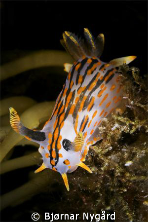 Polycerea quadrilineata taken at Gulen Dive Resort. Canon... by Bjørnar Nygård 