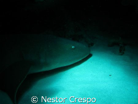Nurse Shark in Mayguez area, west side Puerto Rico by Nestor Crespo 
